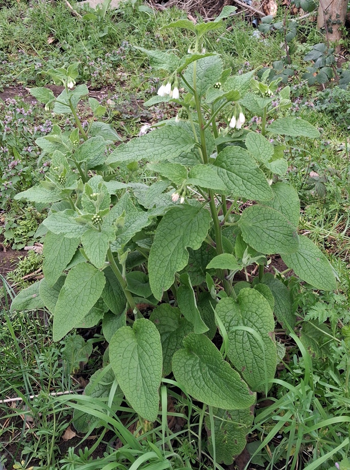 white comfrey