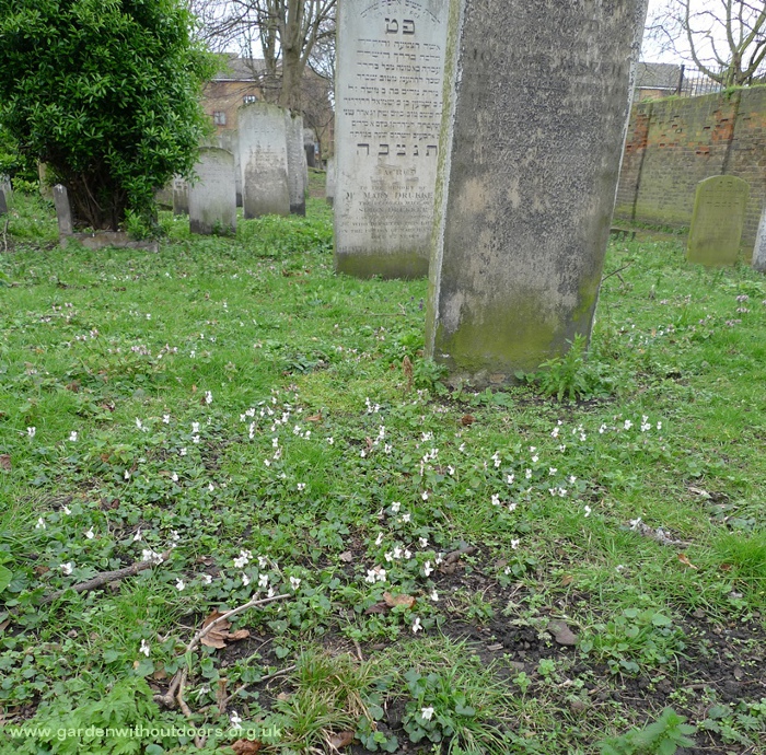 white violets cemetery