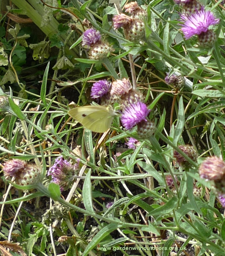 butterfly on lesser knapweed