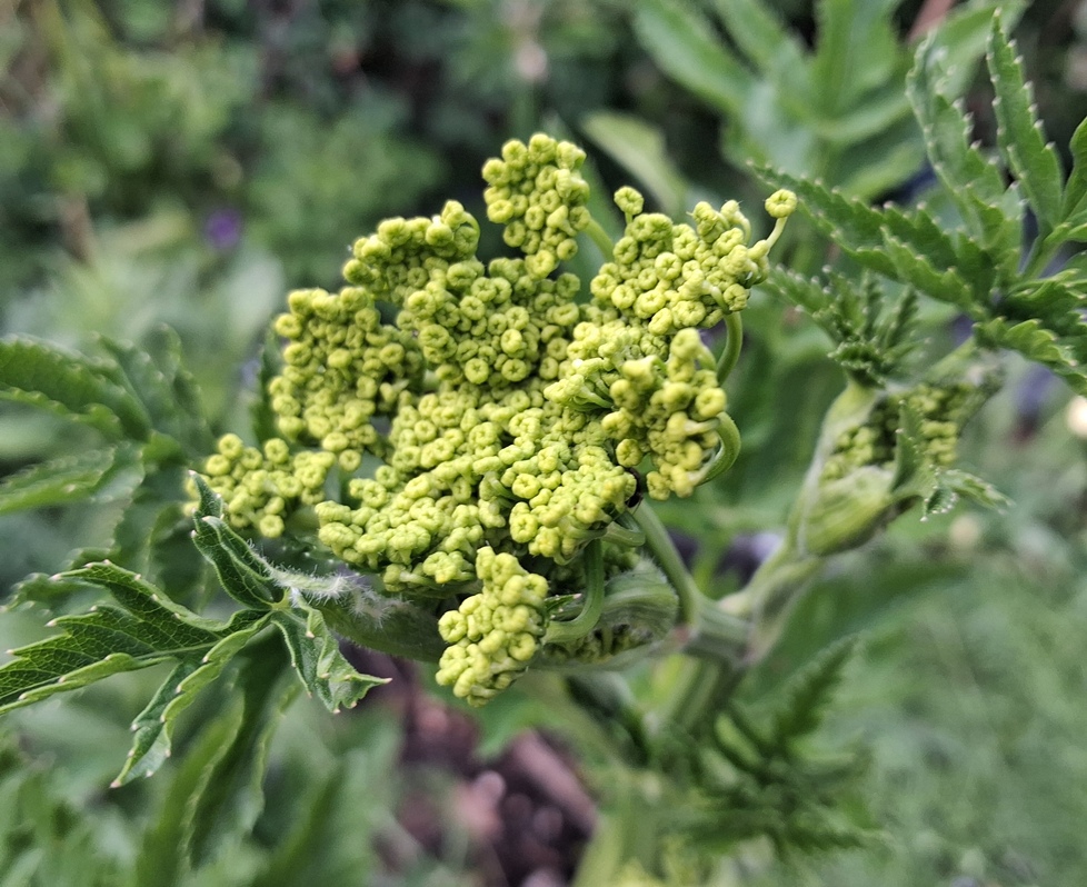 wild parsnip