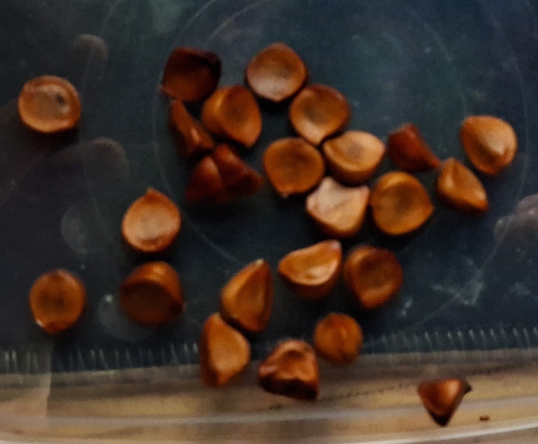 yellow flag iris seeds